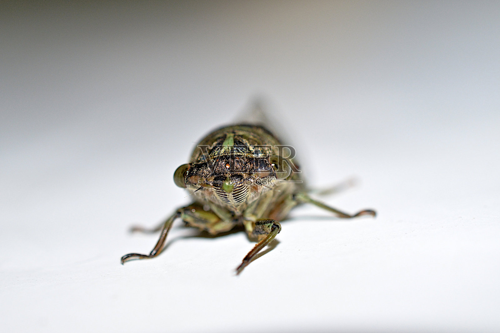 蝉脸与单眼和夫照片摄影图片