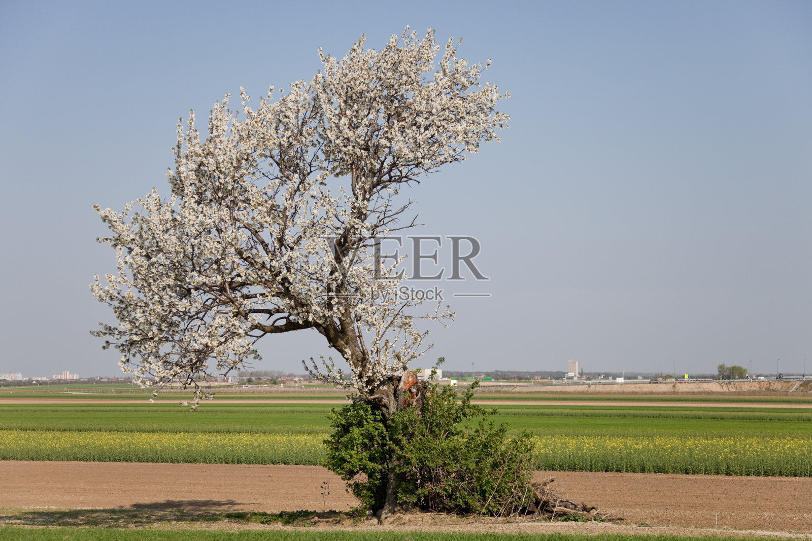 盛开的野生樱桃树照片摄影图片