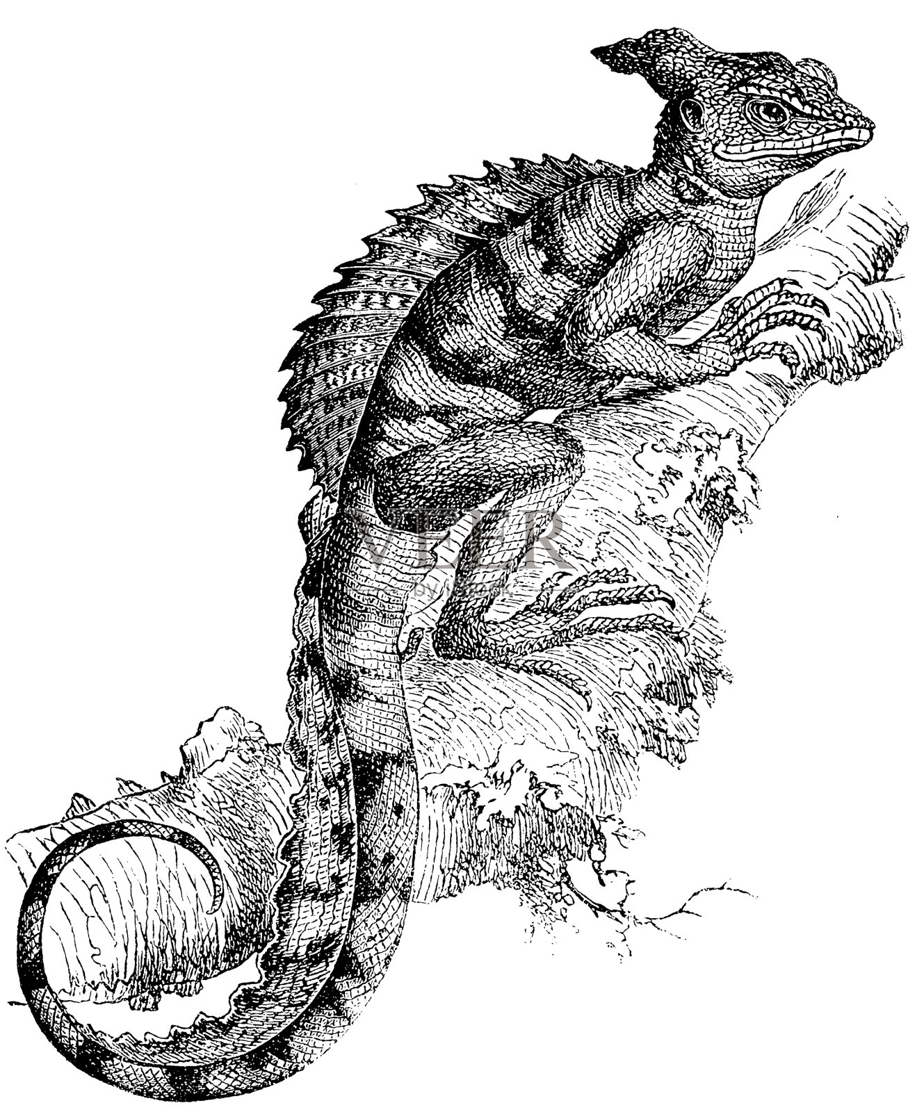 普通Basilisk (Basiliscus Basiliscus)设计元素图片