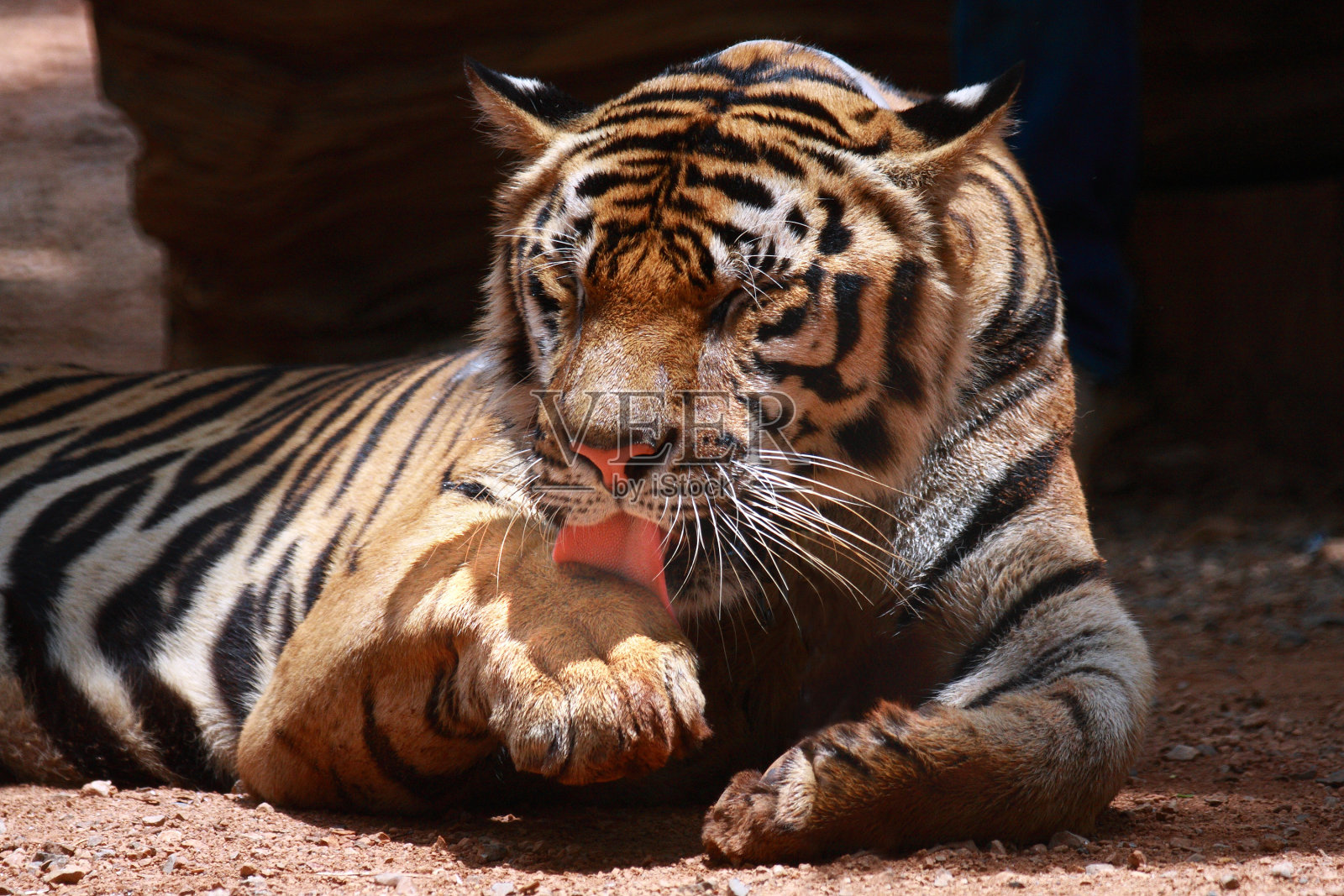 老虎照片摄影图片