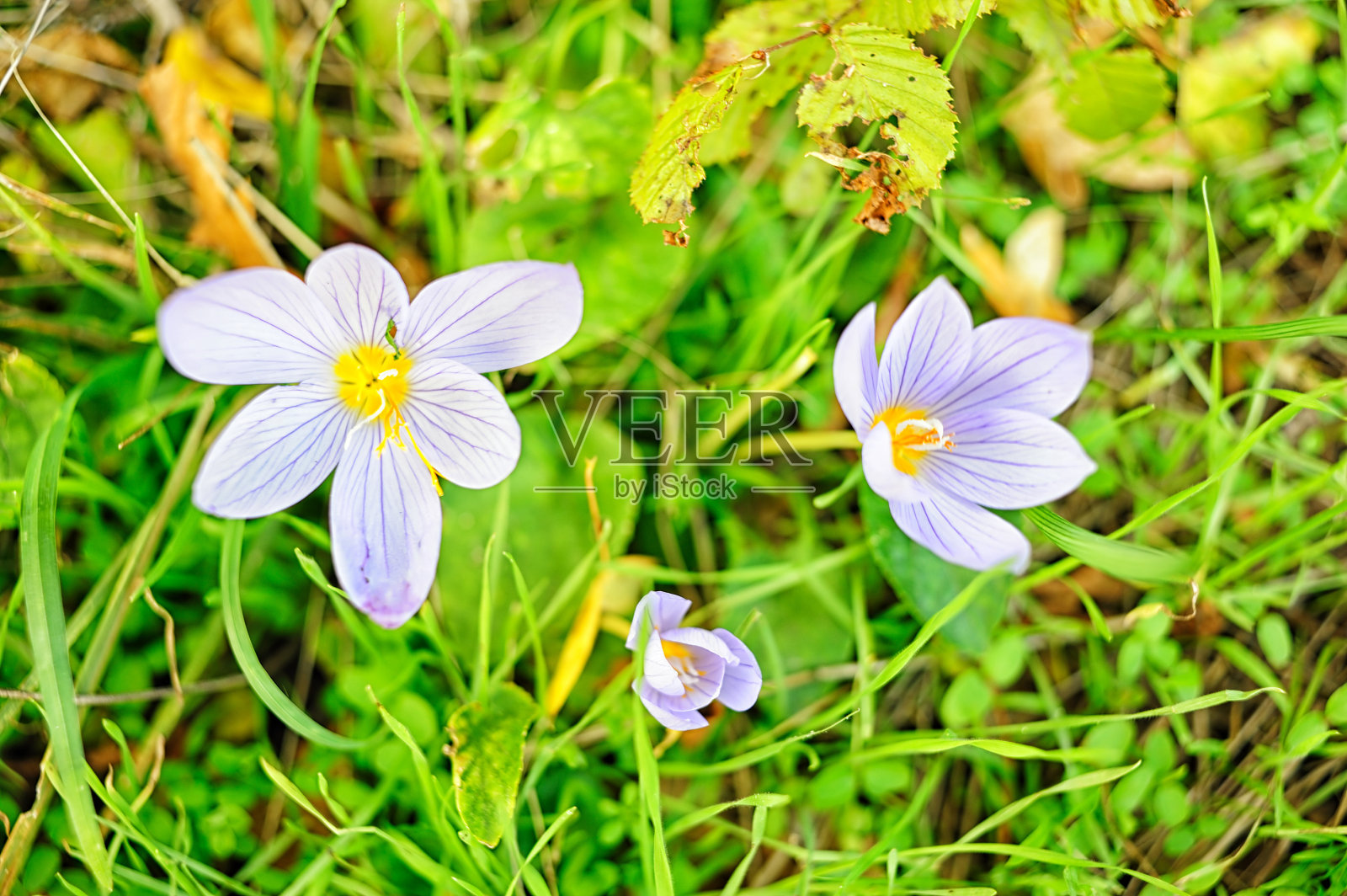 森林里的蓝色藏红花照片摄影图片