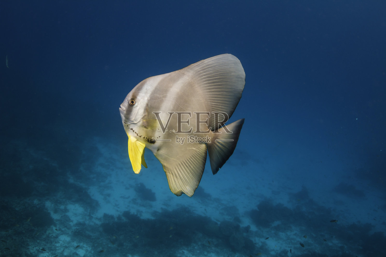 安达曼海长鳍蝙蝠鱼(Platax teira)照片摄影图片