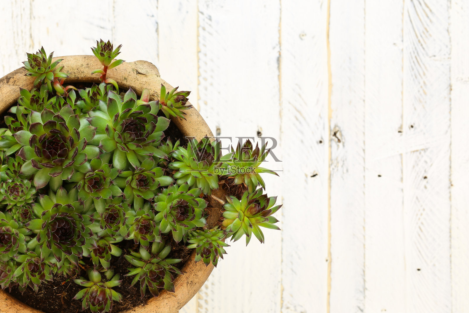 陶瓷花盆中肉质长生钙照片摄影图片