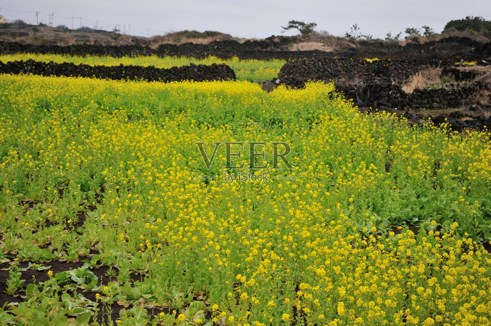 山茶花和岩壁照片摄影图片