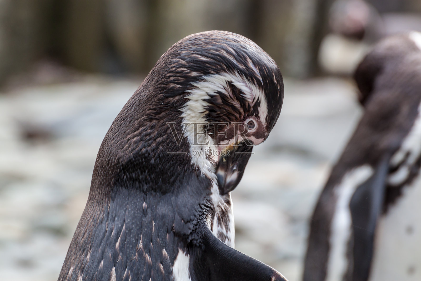 企鹅梳理照片摄影图片