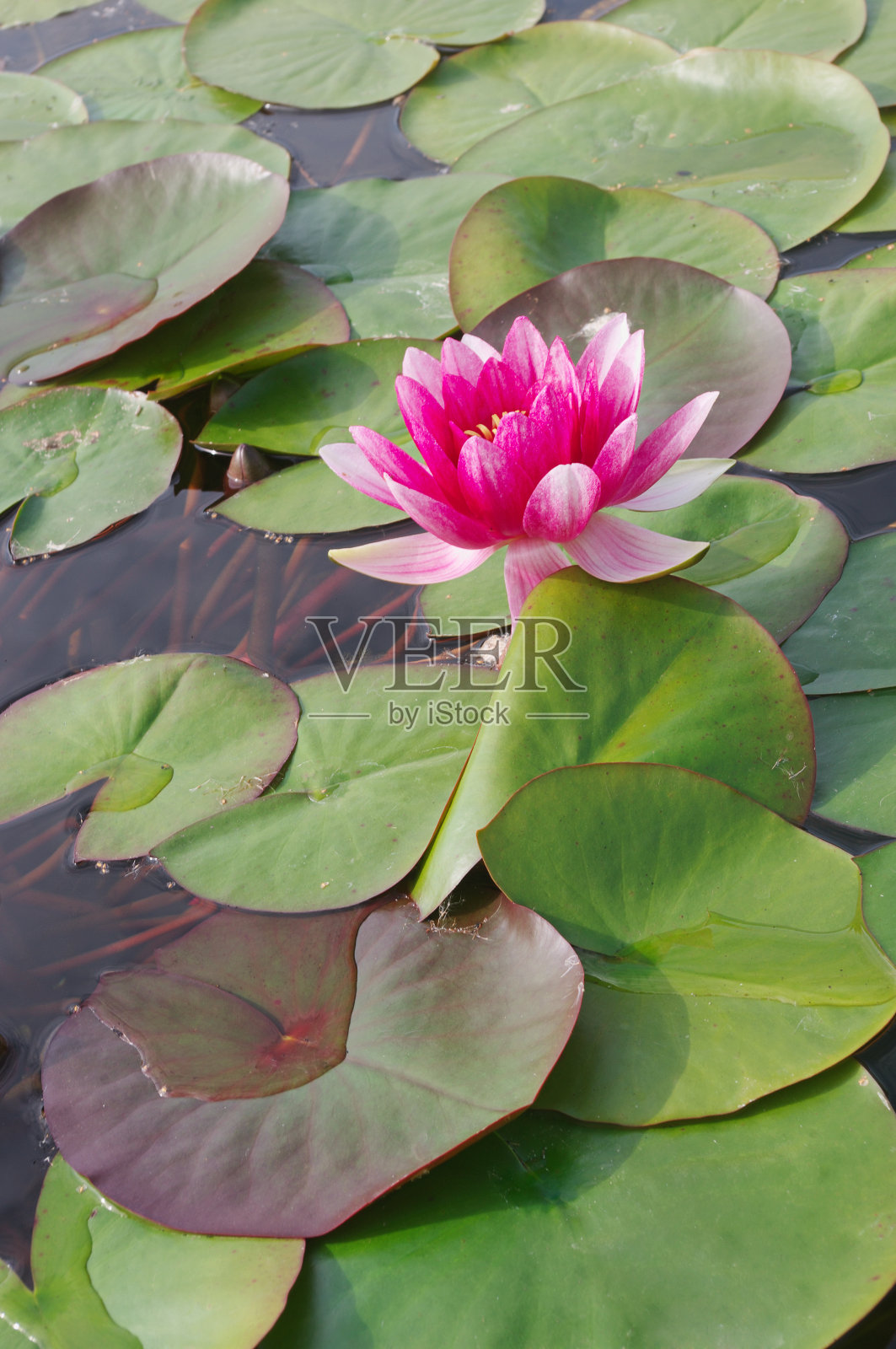 盛开的粉色百合花照片摄影图片