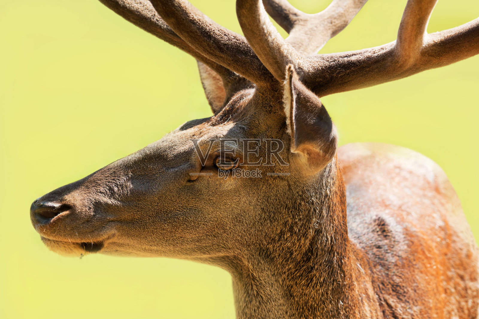 鹿照片摄影图片