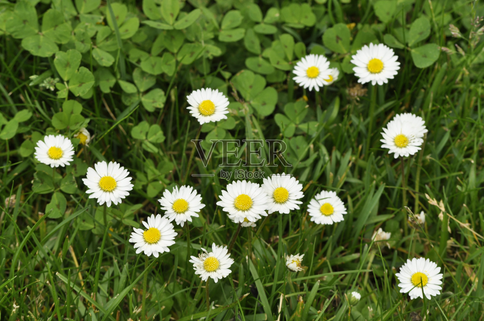 雏菊的照片摄影图片