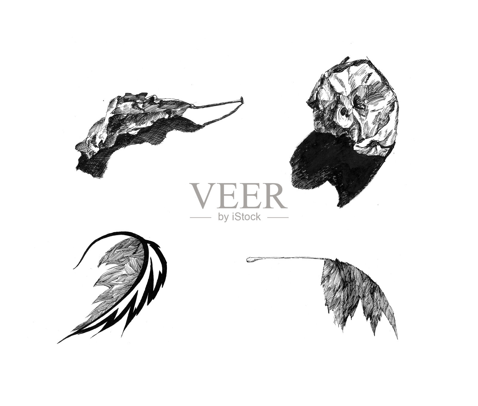 高度详细的一套手绘树叶孤立在白色的背景插画图片素材