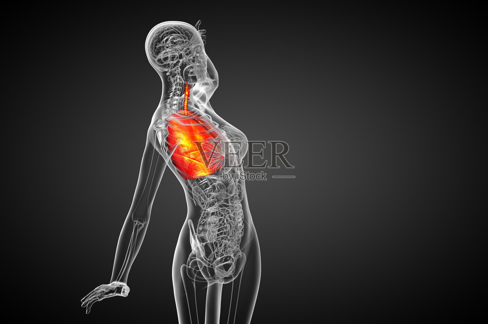 人体呼吸系统的3d渲染医学插图照片摄影图片