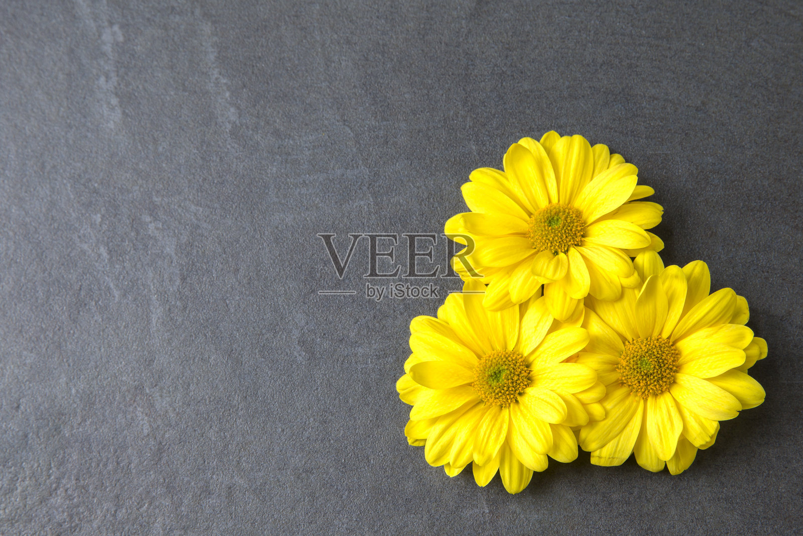 黄色的菊花照片摄影图片