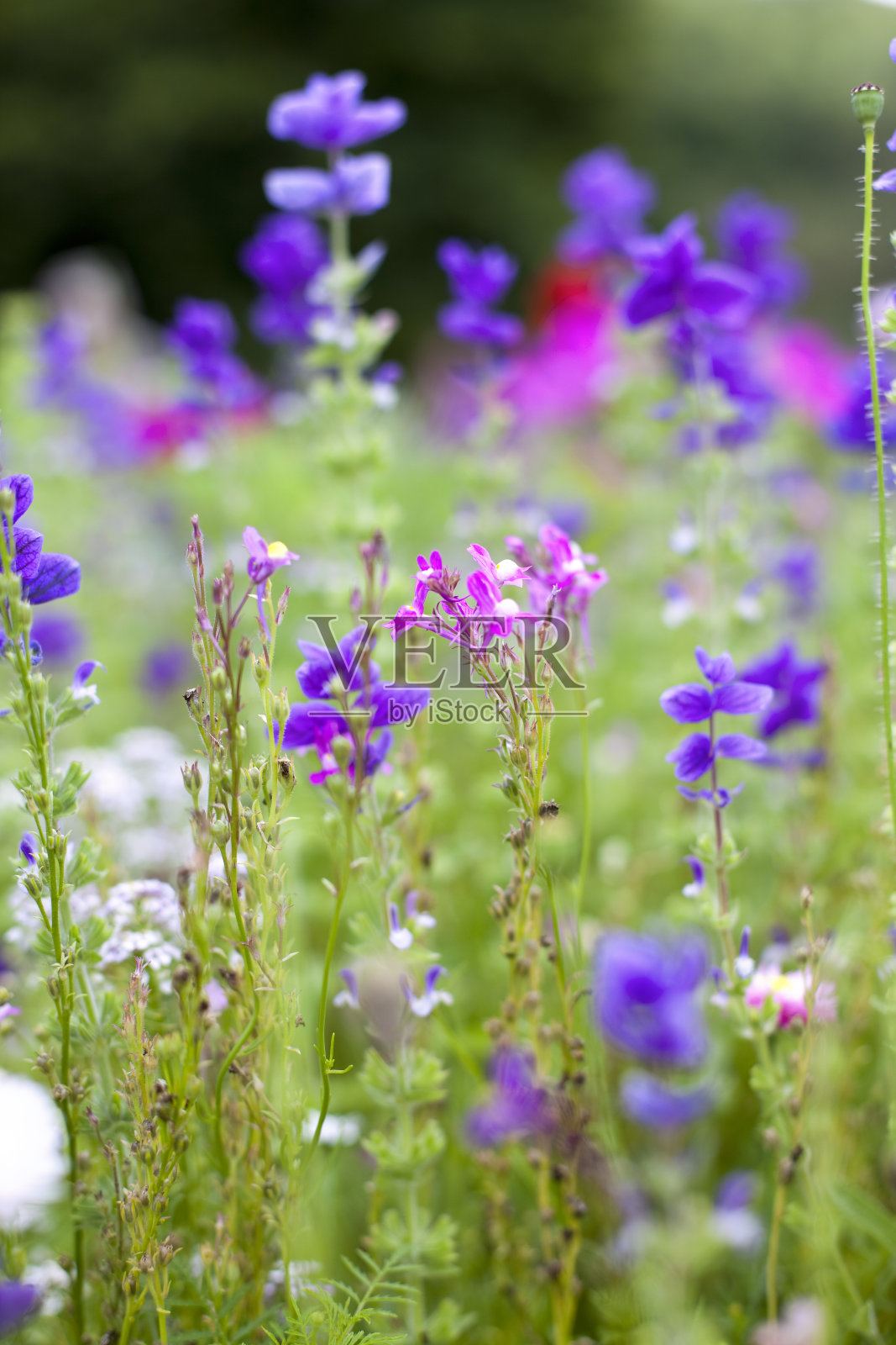夏季草本植物草地照片摄影图片