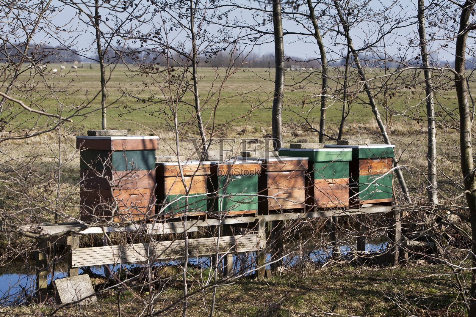 蜂房照片摄影图片