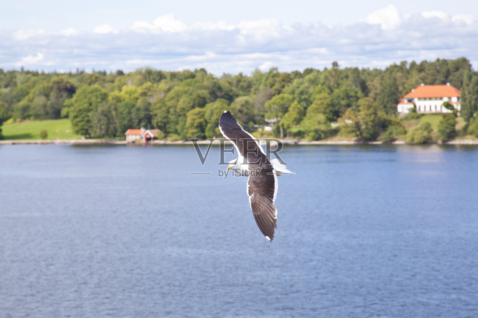 斯德哥尔摩群岛的海鸥，带岛和房子。照片摄影图片