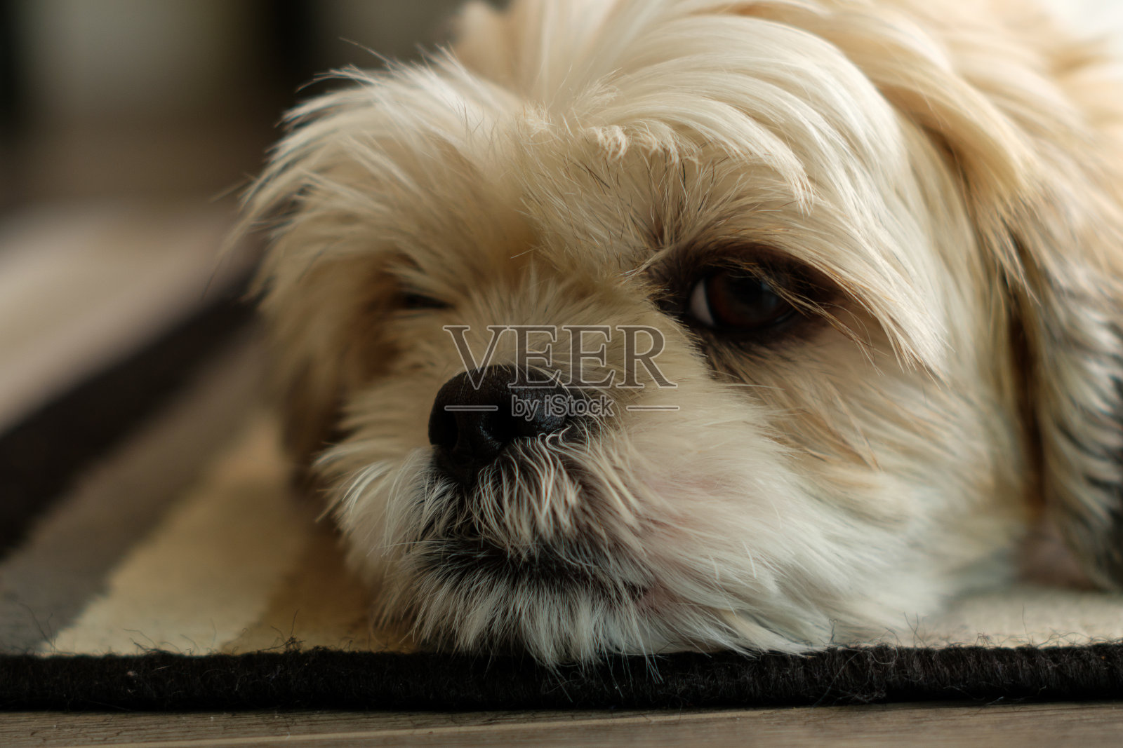 白色的狮子狗躺在地板上