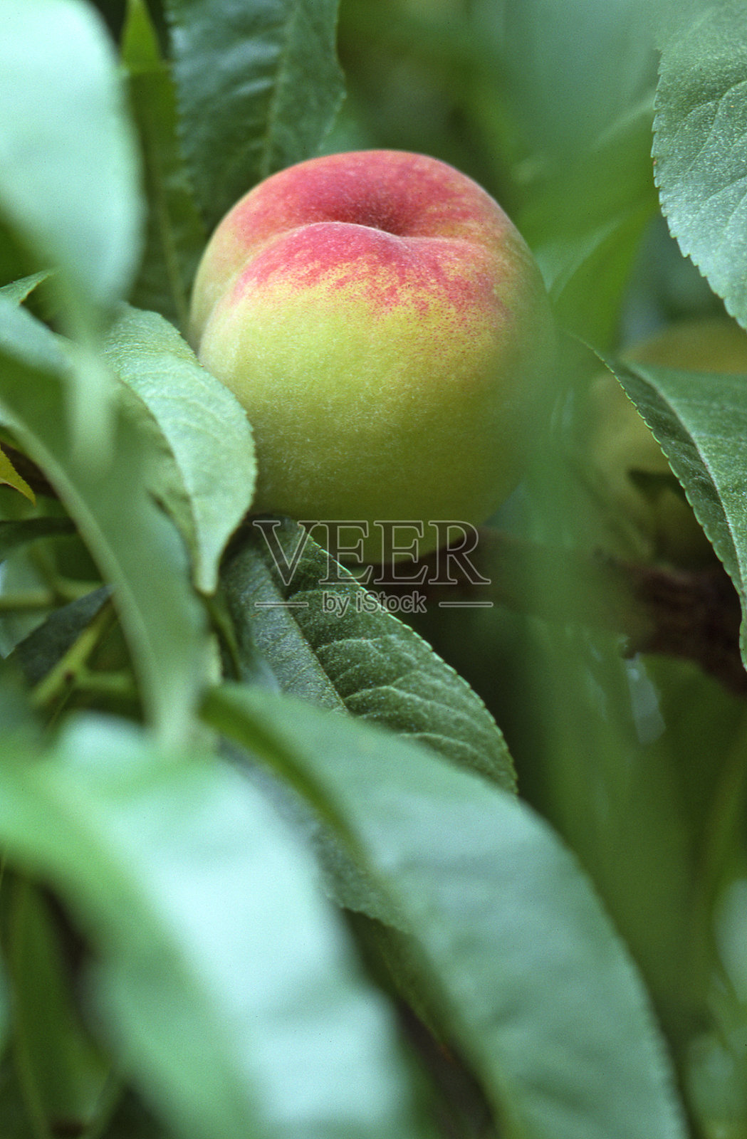 桃树藏在叶间照片摄影图片