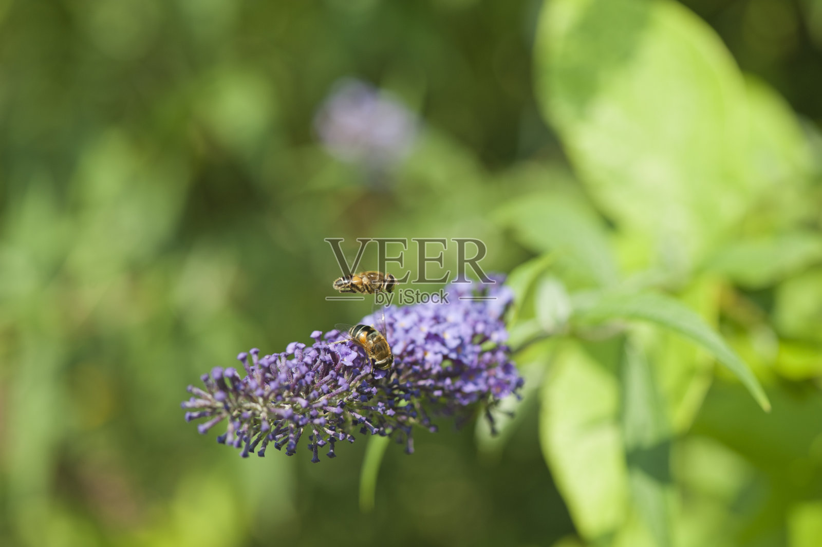 蜜蜂坐在薰衣草上照片摄影图片