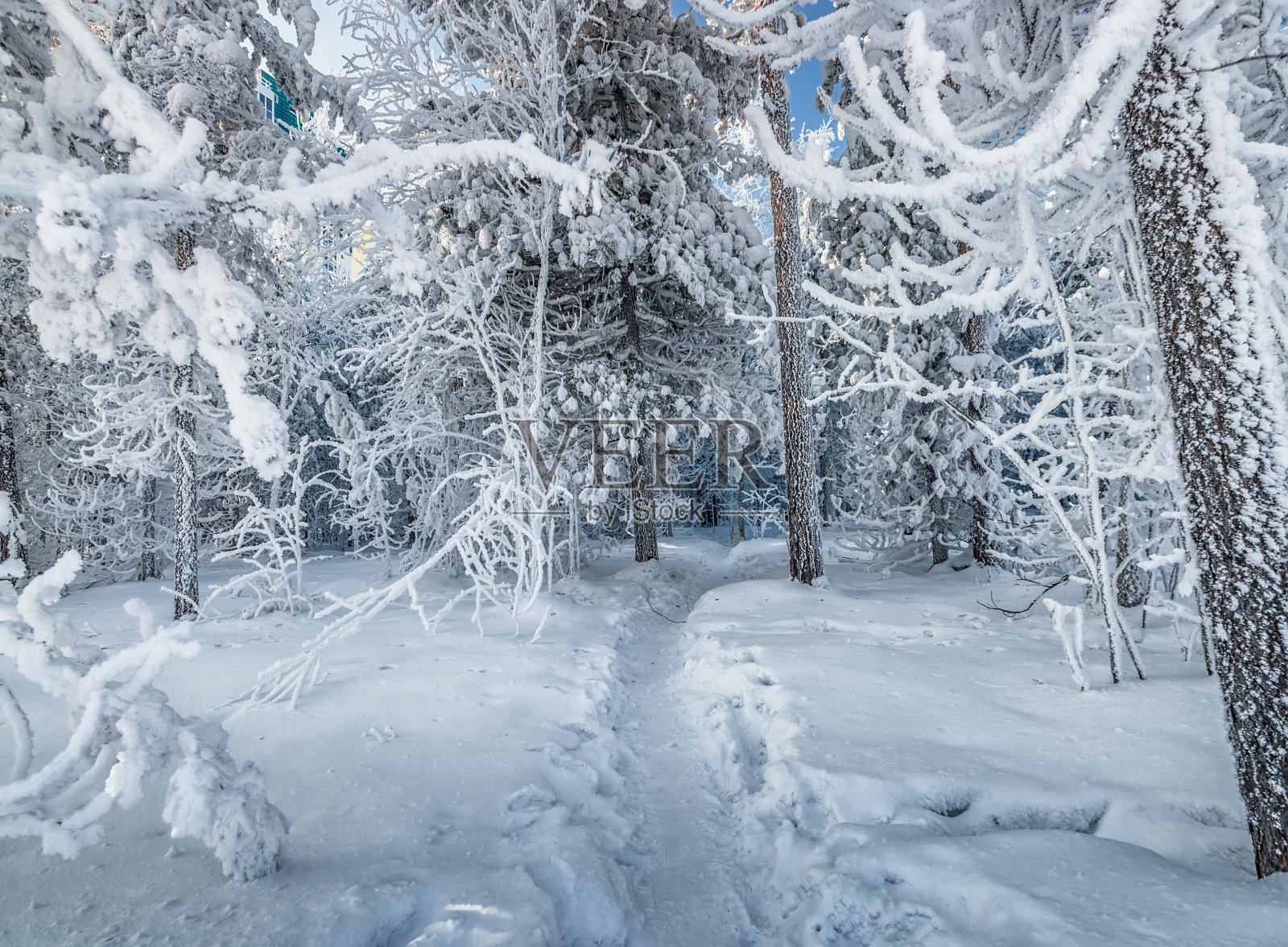 冬季森林照片摄影图片