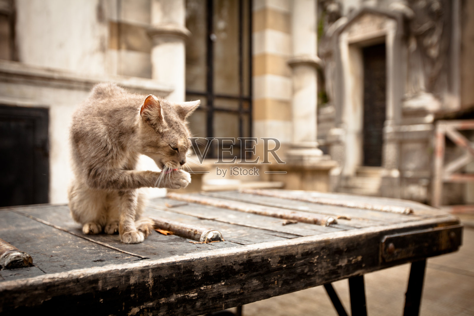 雷克莱塔公墓的流浪猫照片摄影图片