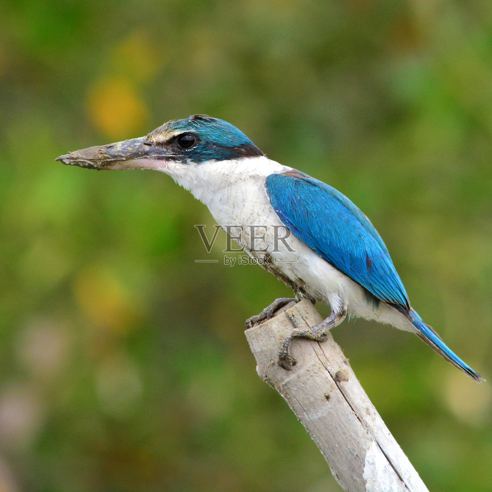 成卷的翠鸟鸟照片摄影图片
