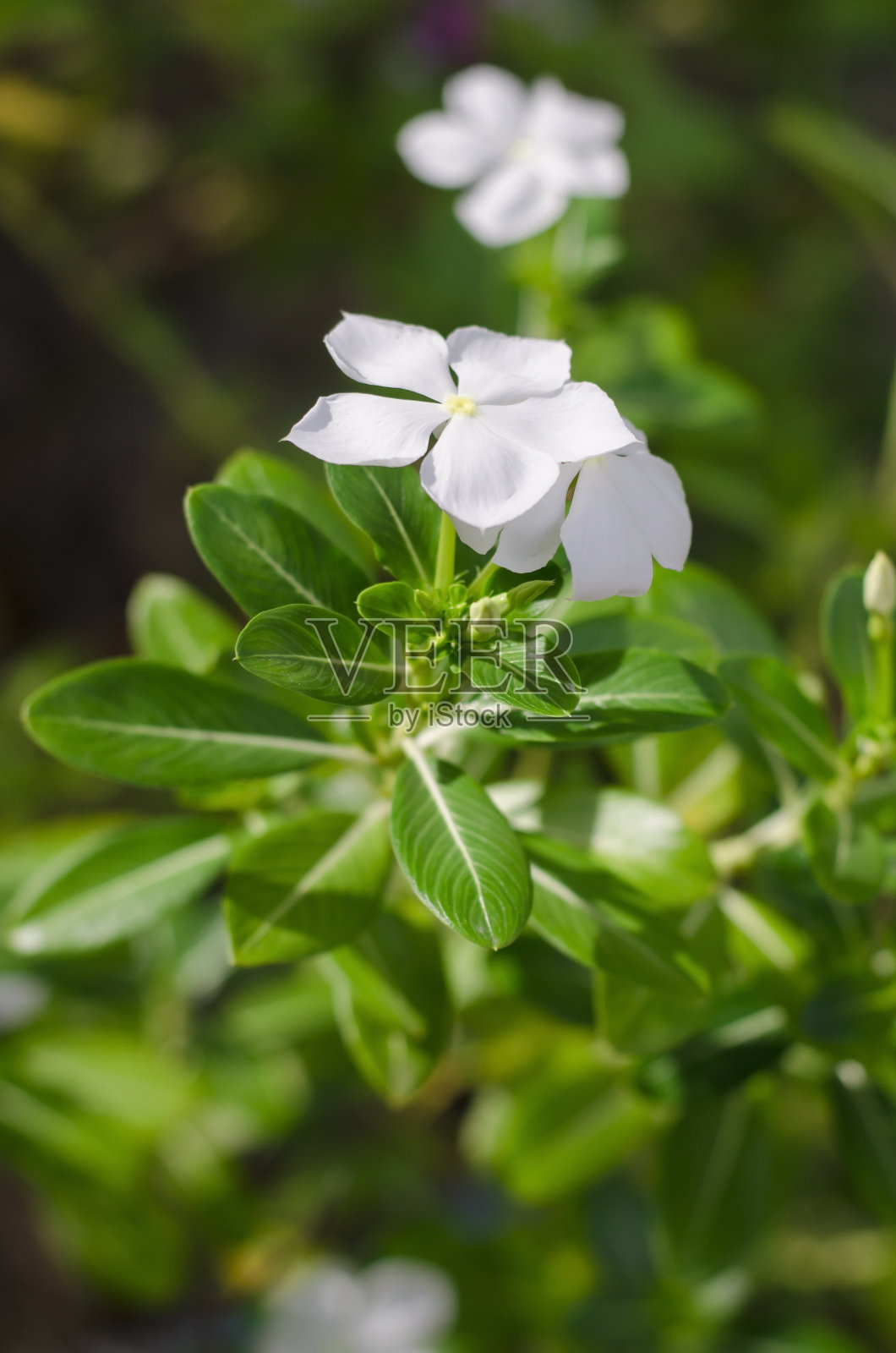 Catharanthus roseus也叫花照片摄影图片