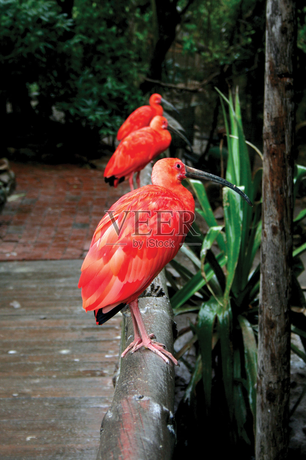 红鹮照片摄影图片