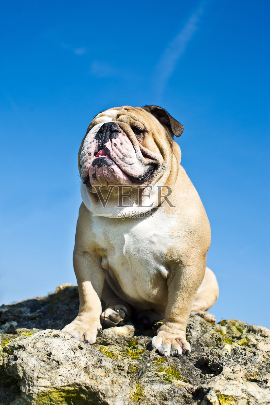 在岩石上的斗牛犬照片摄影图片