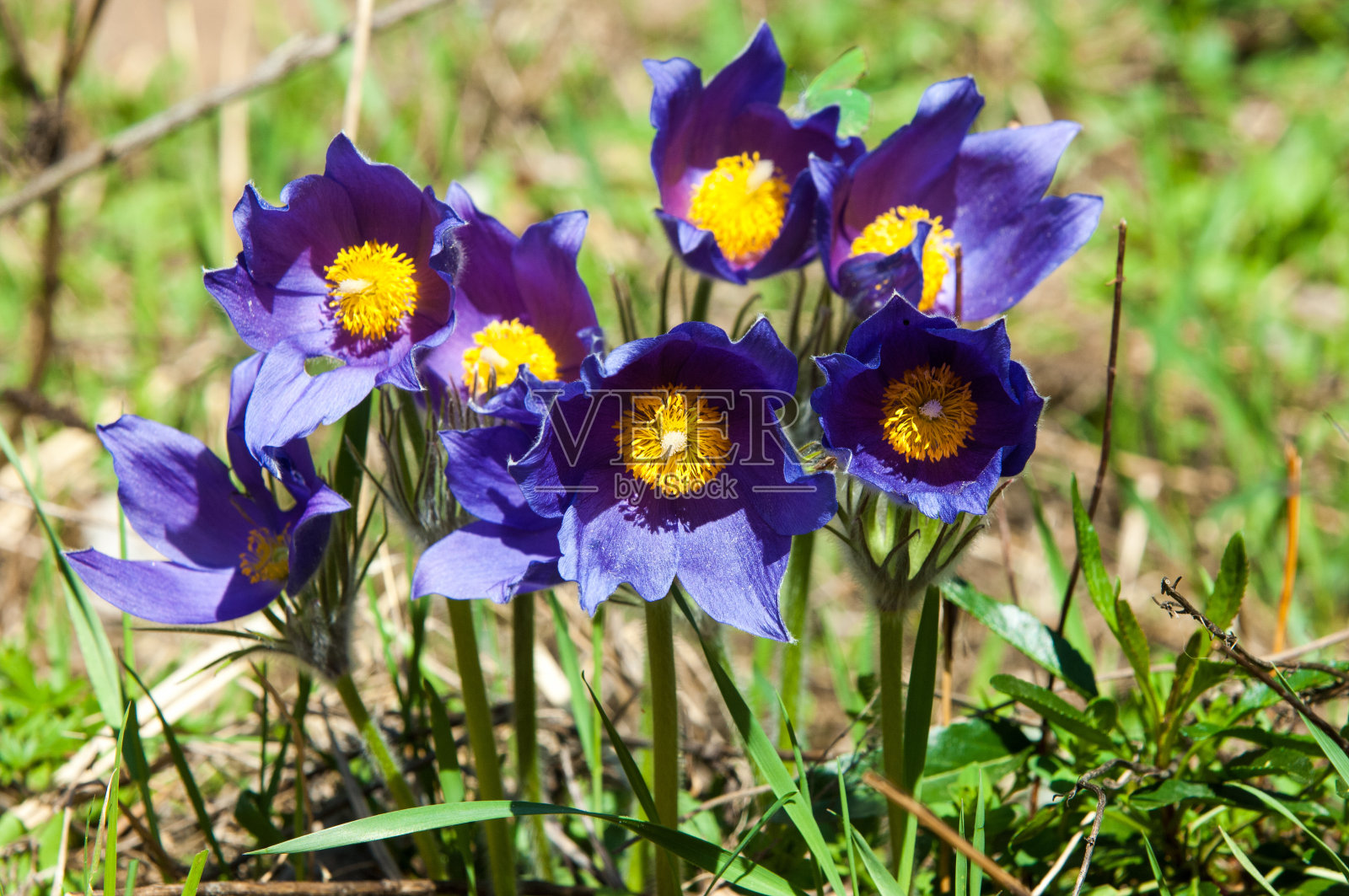 白头翁照片摄影图片