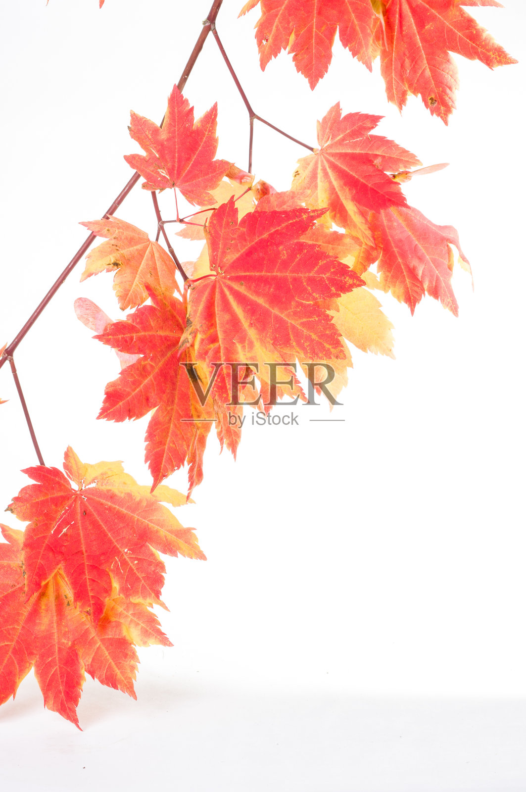 鲜艳多彩的枫叶孤立在白色照片摄影图片