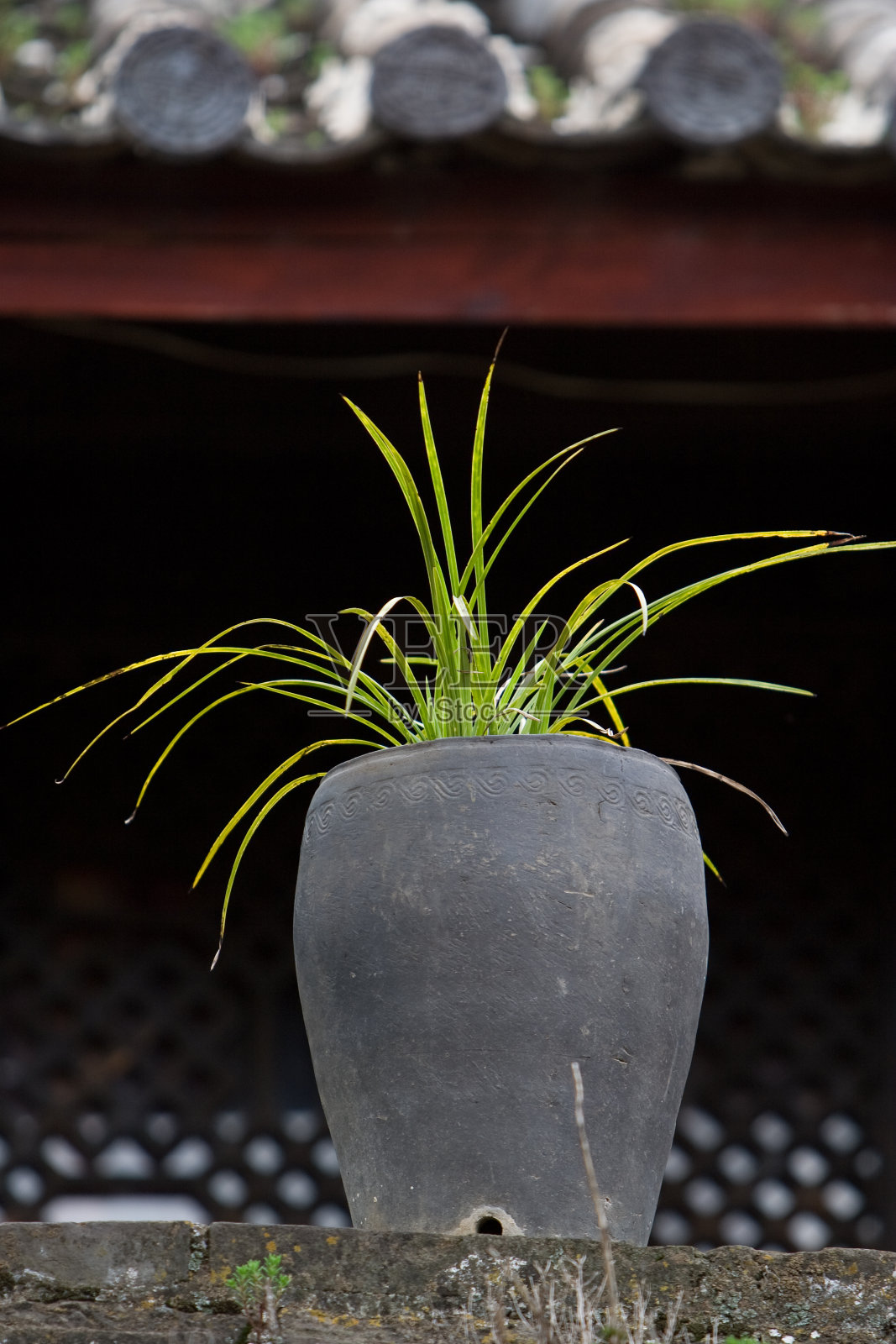 中国兰花照片摄影图片