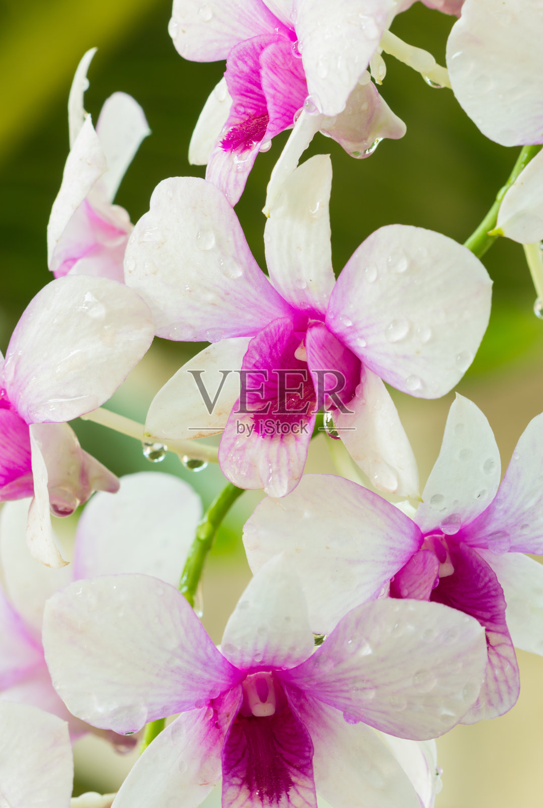 兰花开花照片摄影图片