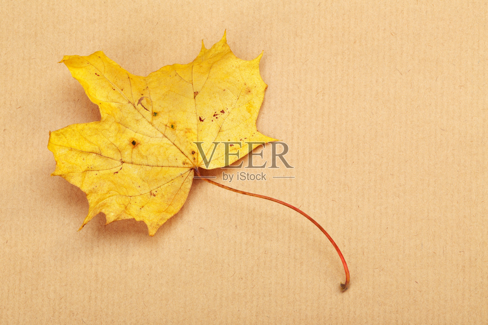黄色的秋叶在包装纸上照片摄影图片