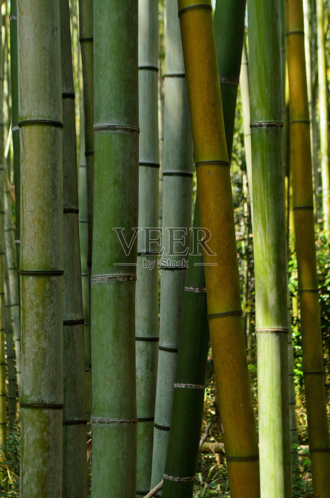 竹林照片摄影图片