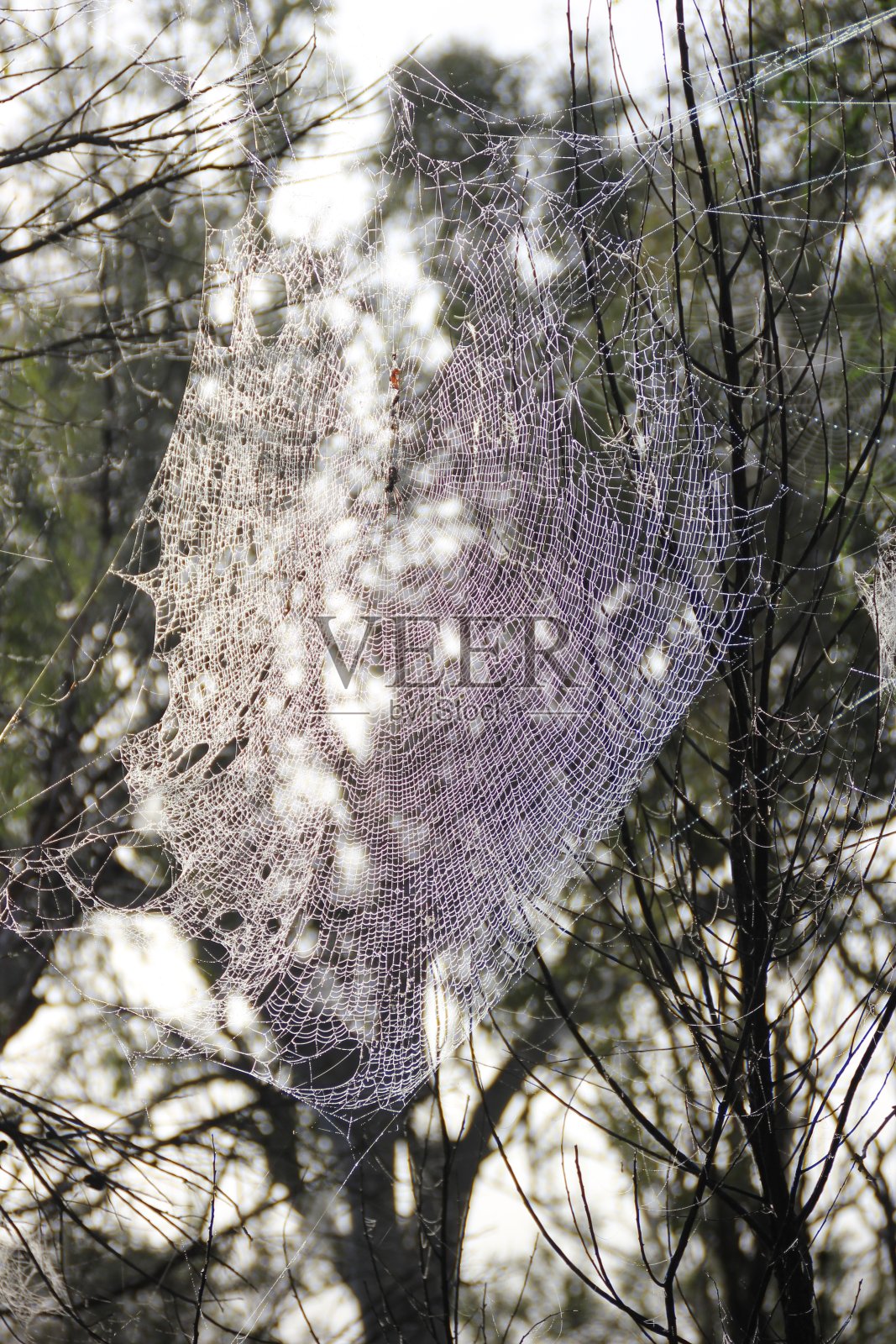 大而复杂的蜘蛛网悬挂在树上与蜘蛛照片摄影图片