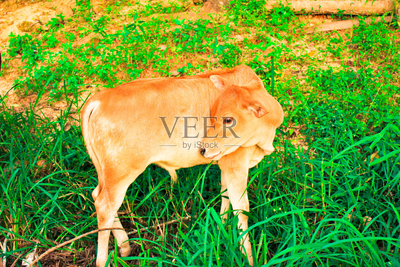 小牛在新鲜的绿草上休息照片摄影图片