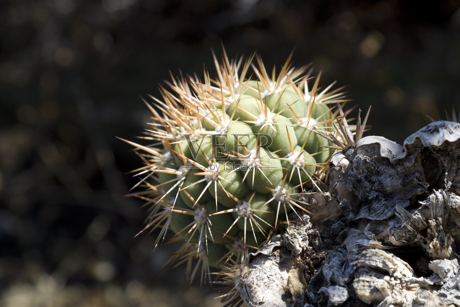小仙人掌照片摄影图片