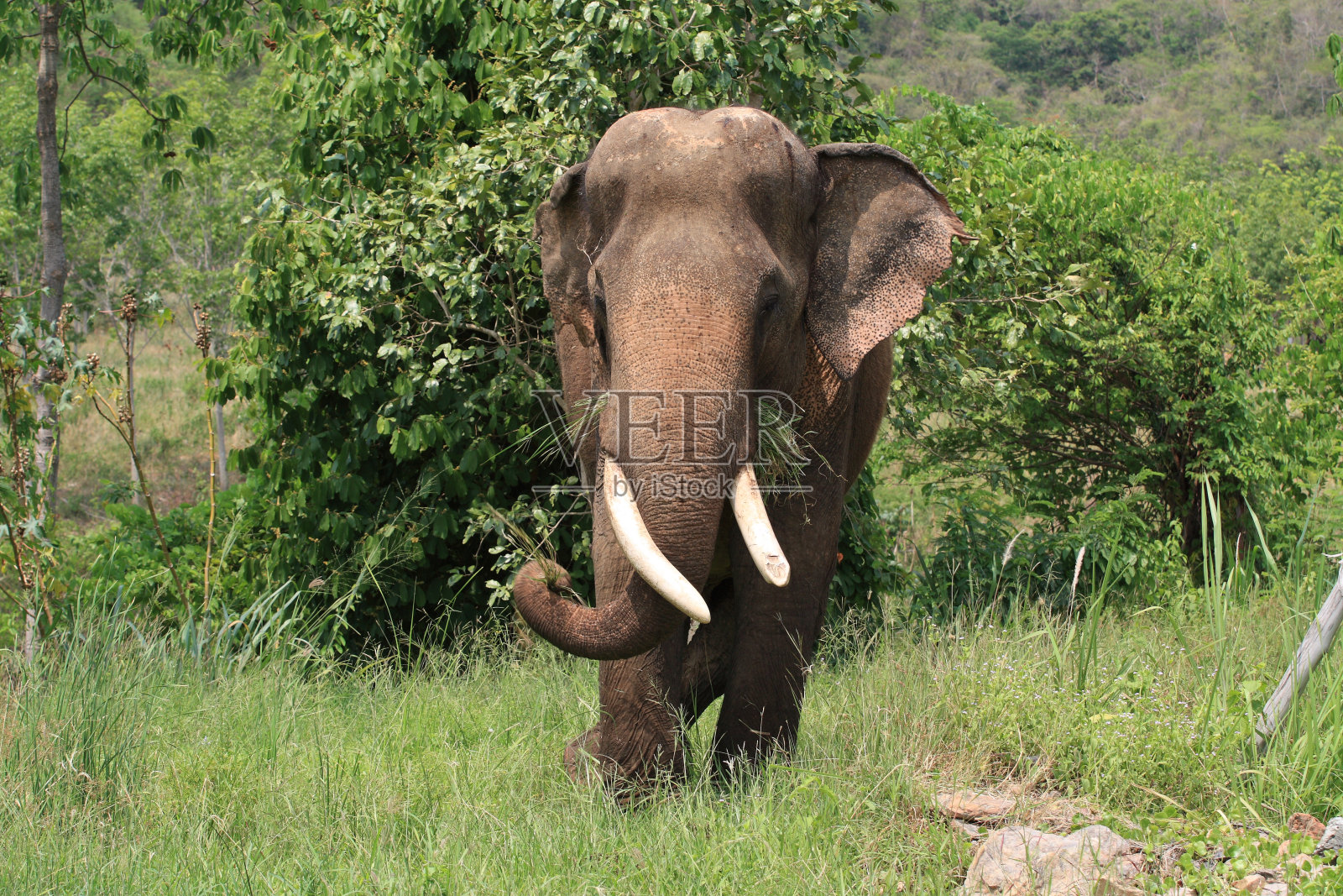 亚洲象照片摄影图片