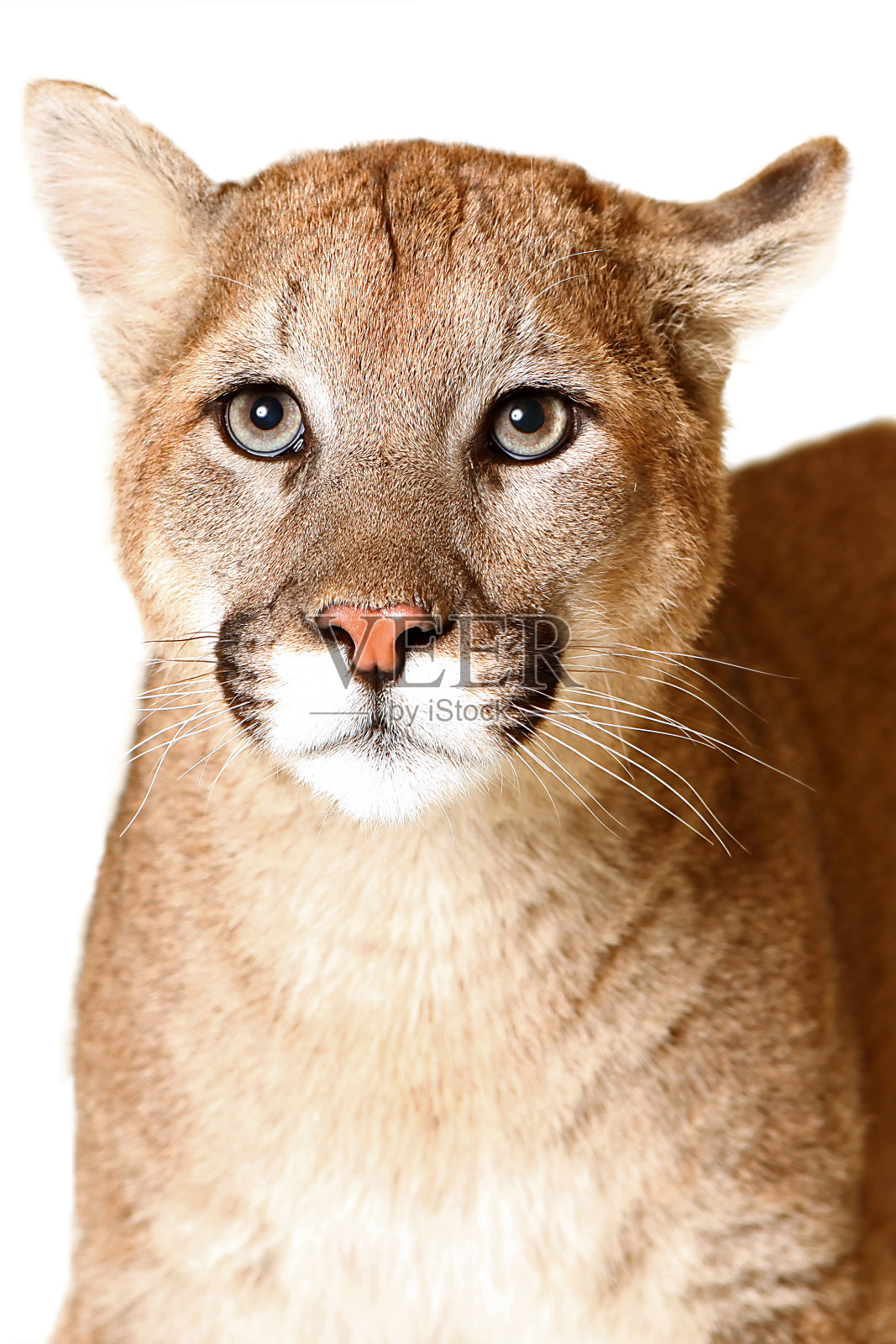 美洲狮照片摄影图片