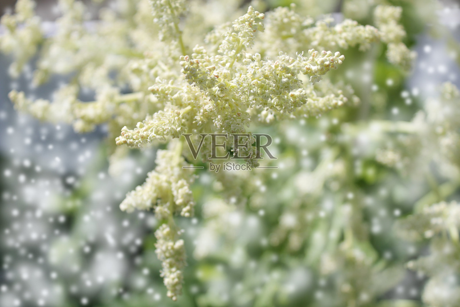 种枝-散科花背景照片摄影图片