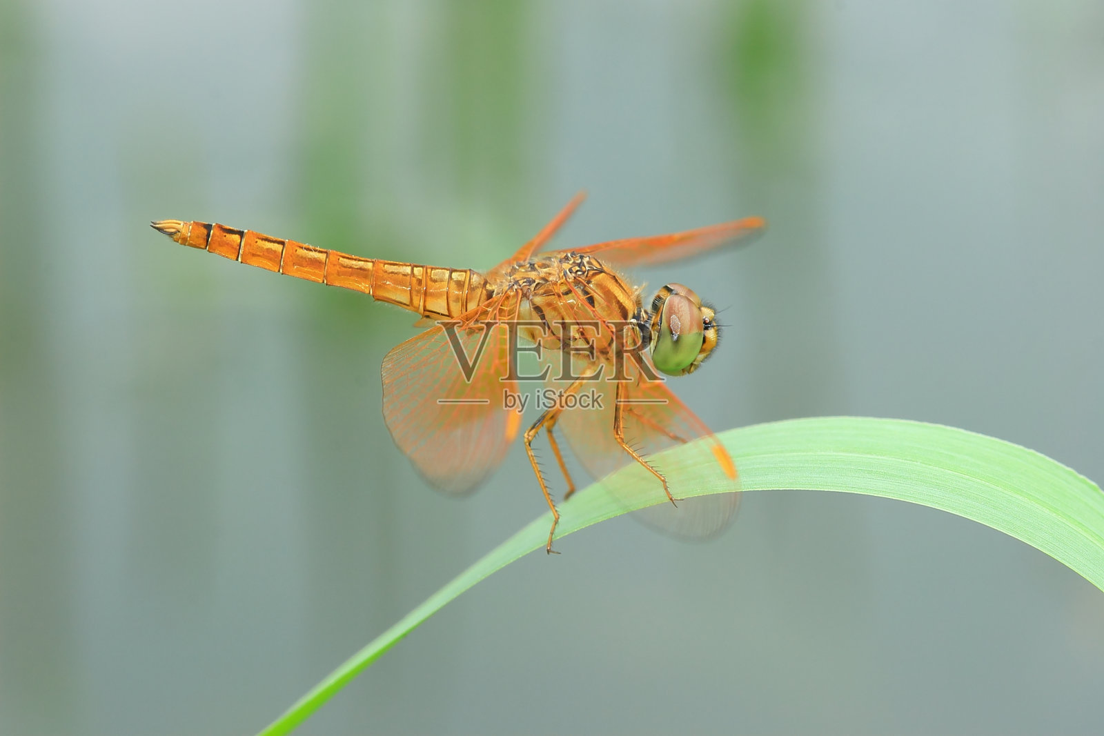 金色蜻蜓特写照片摄影图片