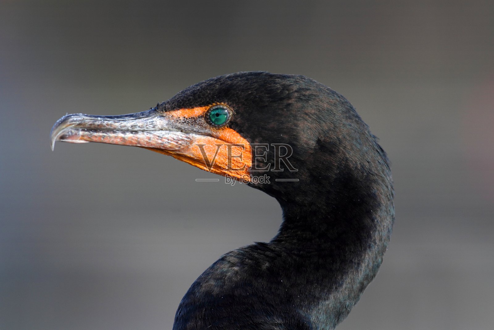 双冠鸬鹚(Phalacrocorax auritus)照片摄影图片