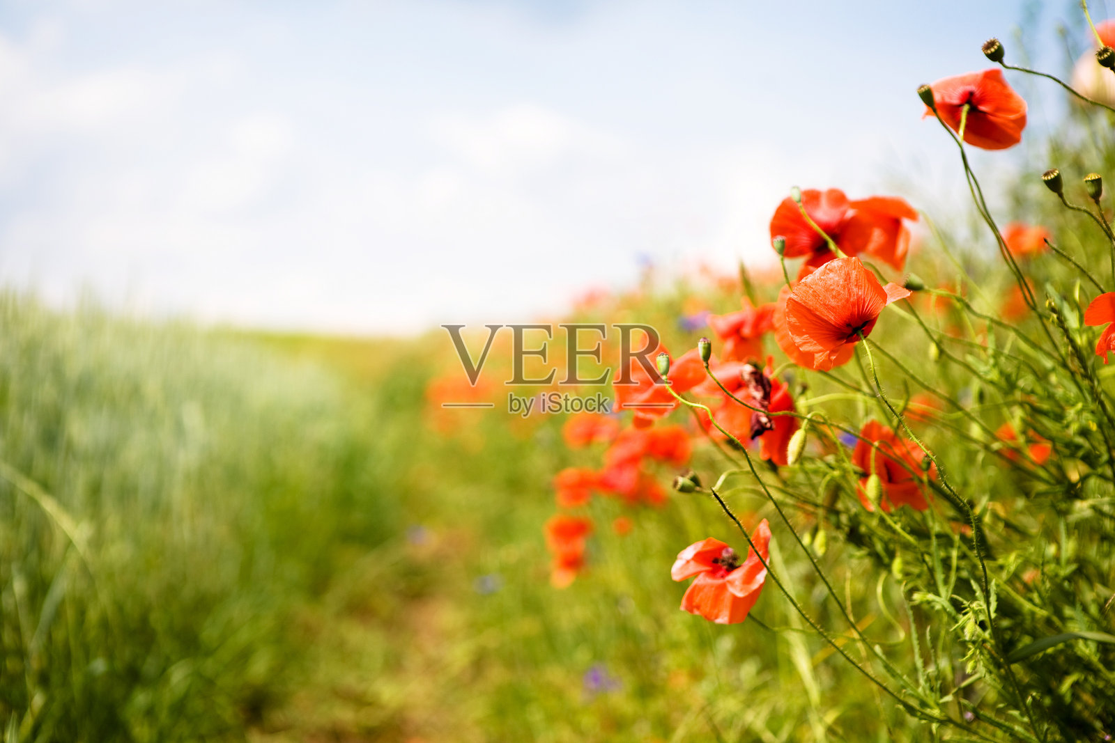 罂粟花田照片摄影图片