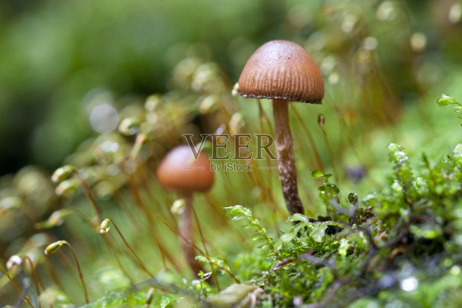 苔藓野蘑菇照片摄影图片