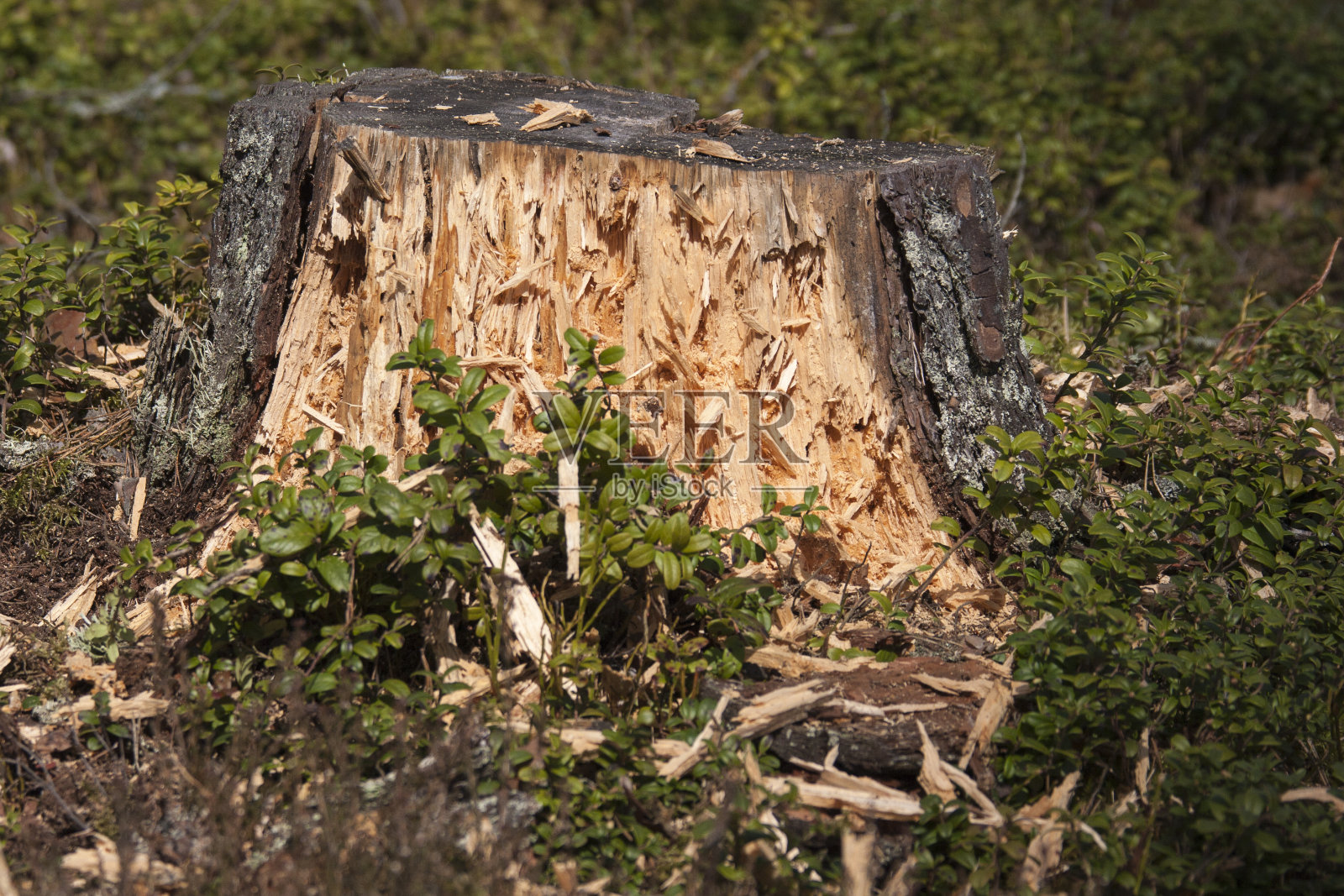 黑啄木鸟，森林狼，黑啄木鸟照片摄影图片