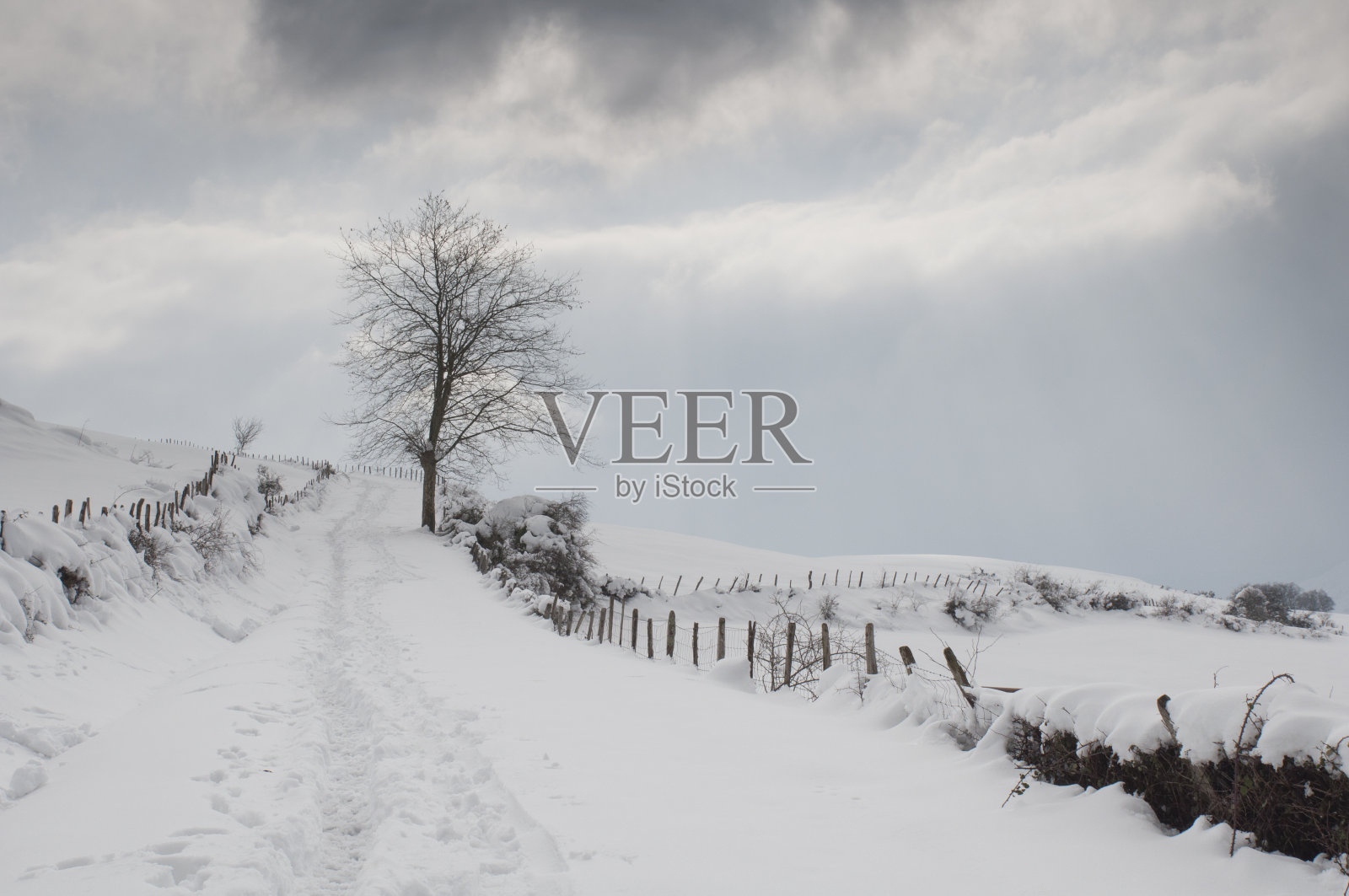 雪地里的小路，树木环绕照片摄影图片