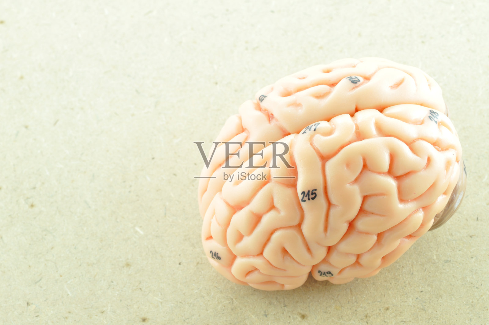 木制背景下的人脑照片摄影图片