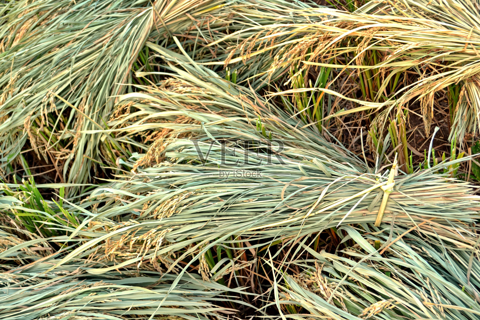 水稻收获照片摄影图片