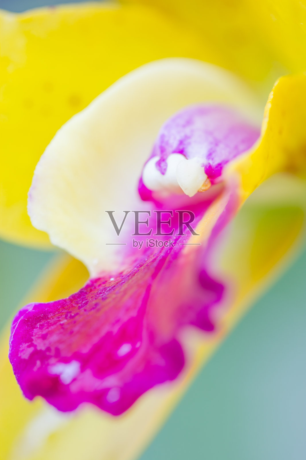 黄兰花在春天盛开照片摄影图片