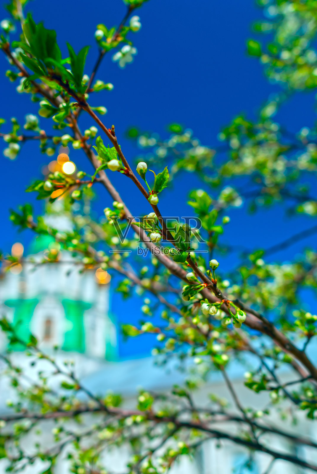 苹果树的树枝在白色教堂的衬托下开花照片摄影图片