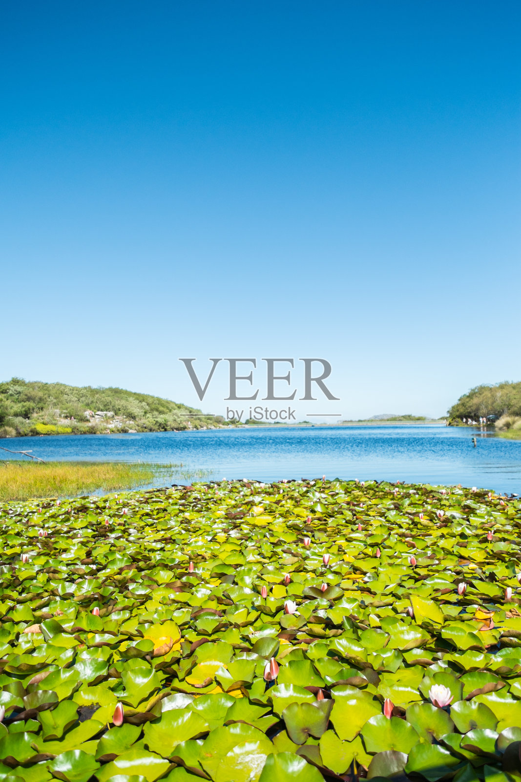 睡莲照片摄影图片